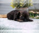 Small Photo #19 Shorkie Tzu Puppy For Sale in BERNE, IN, USA