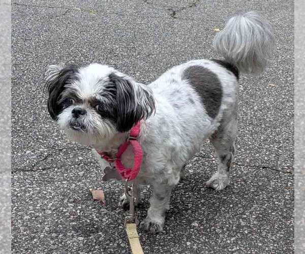 Medium Photo #3 Shih Tzu Puppy For Sale in Kennesaw, GA, USA