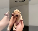Small #3 Golden Retriever