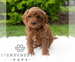 Small #3 Poodle (Miniature)