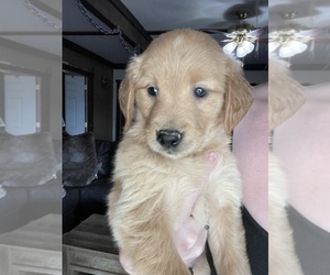 Golden Retriever Puppy for sale in CANON CITY, CO, USA