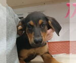 Small Mutt