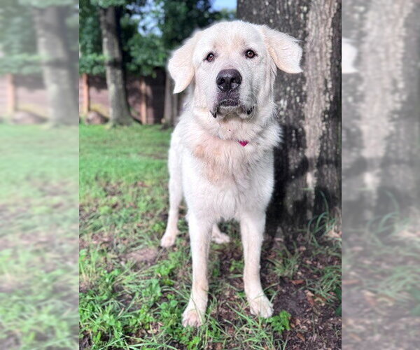 Medium Photo #3 Great Pyrenees Puppy For Sale in Spring, TX, USA