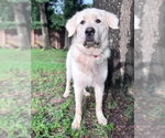 Small #2 Great Pyrenees