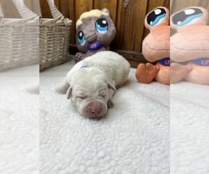 Labrador Retriever Puppy for Sale in NEOLA, West Virginia USA