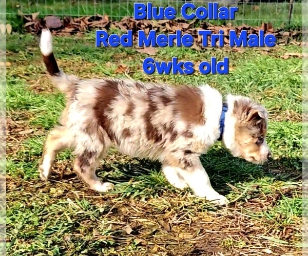 Medium Photo #4 Border Collie Puppy For Sale in BYBEE, TN, USA