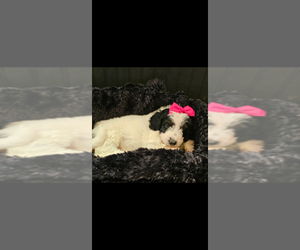 Bernedoodle Puppy for sale in CLIMAX, NC, USA