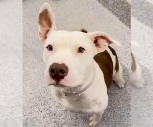 Staffordshire Bull Terrier-Unknown Mix Dogs for adoption in Houston, TX, USA