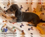 Small Photo #7 Dachshund Puppy For Sale in LAKEBAY, WA, USA