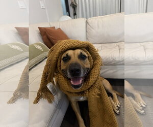COURTESY POST: Bodhi - Male Mutt Dog for Adoption - Photo #2