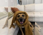 Small #1 Mutt