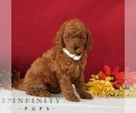Small #3 Goldendoodle