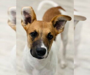 Great Dane-Unknown Mix Dogs for adoption in Amarillo, TX, USA