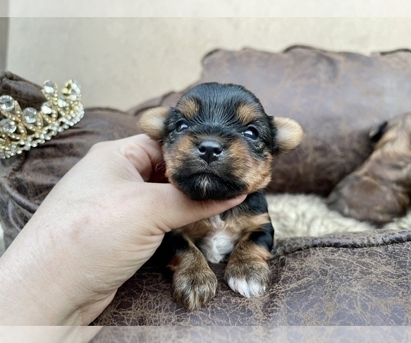 Medium Photo #14 Yorkshire Terrier Puppy For Sale in HAYWARD, CA, USA