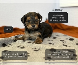 Morkie Puppy for sale in TUCSON, AZ, USA