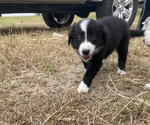 Small Photo #2 Border Collie Puppy For Sale in WILDWOOD, FL, USA