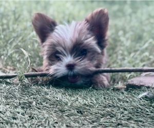 Yorkshire Terrier Puppy for Sale in SCHERTZ, Texas USA