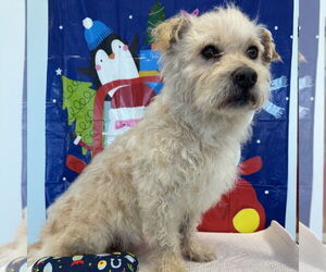 Maltese-Wheaten Terrier Mix Dogs for adoption in Chico, CA, USA