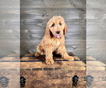Small Photo #1 Goldendoodle Puppy For Sale in OCALA, FL, USA