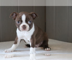 Boston Terrier Puppy for sale in SHILOH, OH, USA