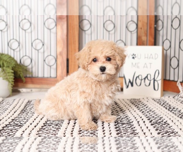 Medium Photo #1 Poochon Puppy For Sale in NAPLES, FL, USA