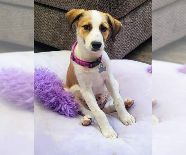 Medium Photo #2 Mutt Puppy For Sale in Newport Beach, CA, USA