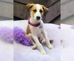 Small #1 Mutt