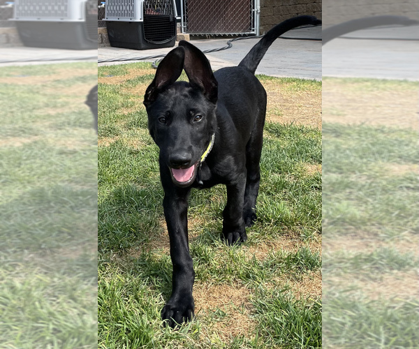 Medium Photo #8 Belgian Malinois Puppy For Sale in JEROME, ID, USA