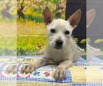 Small #1 Mutt