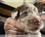 Small Photo #5 Labradoodle Puppy For Sale in LEXINGTON, GA, USA