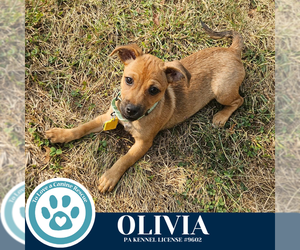 Chiweenie Dogs for adoption in Kimberton, PA, USA