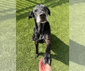 Labrador Retriever-Unknown Mix Dogs for adoption in Baytown, TX, USA