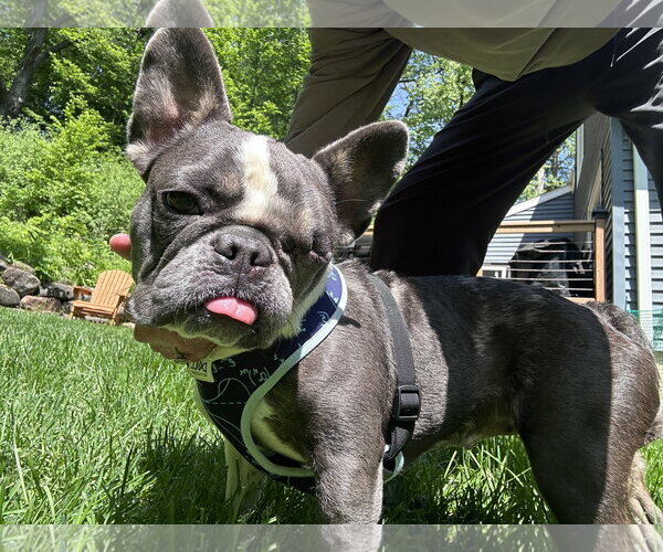 Medium Photo #1 French Bulldog Puppy For Sale in St. Louis Park, MN, USA