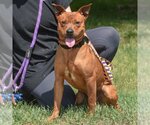 Small #4 American Staffordshire Terrier-Red Heeler Mix