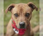 Small #1 Black Mouth Cur Mix