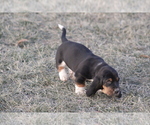 Small #5 Basset Hound
