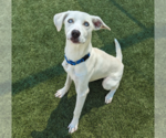 Small Labrador Retriever Mix