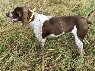 Father of the German Shorthaired Pointer puppies born on 06/02/2018
