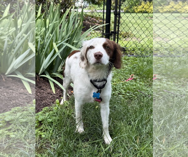 Medium Photo #3 Colonial Cocker Spaniel-Unknown Mix Puppy For Sale in Plainfield, IL, USA