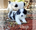 Small Photo #6 Aussiedoodle Puppy For Sale in WINTER HAVEN, FL, USA