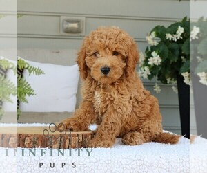 Goldendoodle (Miniature) Puppy for sale in NARVON, PA, USA