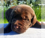 Small Photo #3 Labradinger Puppy For Sale in RATHDRUM, ID, USA