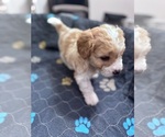 Small Photo #9 Poodle (Miniature)-Unknown Mix Puppy For Sale in CEDARTOWN, GA, USA