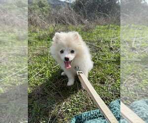 Pomeranian Puppy for sale in SAN DIEGO, CA, USA