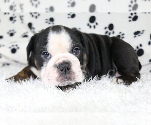 Medium Photo #4 English Bulldog Puppy For Sale in RIVERSIDE, CT, USA