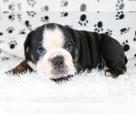 Small Photo #4 English Bulldog Puppy For Sale in RIVERSIDE, CT, USA