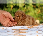 Small #2 Poodle (Toy)
