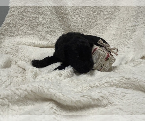 Medium Photo #14 Aussiedoodle Puppy For Sale in PASCAGOULA, MS, USA