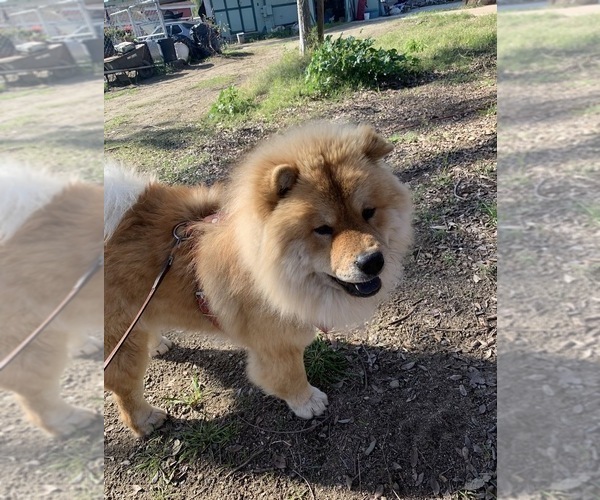 Medium Photo #1 Chow Chow Puppy For Sale in FONTANA, CA, USA