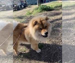 Mother of the Chow Chow puppies born on 02/14/2026